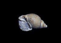 藏品(臺灣鳳螺(模))的圖片